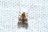 Psectrotanypus varius